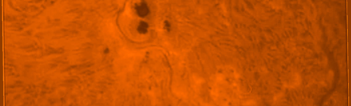 Macchia solare FC11-07-2011 h 10 27 UT