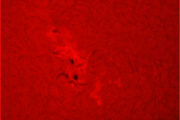 Sole  12-07-0311-47-04 UT coronado solarmax  40 mm